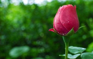 flower-1753389_1280