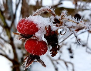 winter-3880241_1280